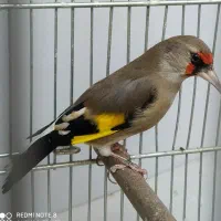 سهره دورگ نر فوقلعاده درشت اندازه گنجشک|پرنده|تبریز, |دیوار