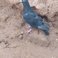 کبوتر کفتر|پرنده|تایباد, |دیوار