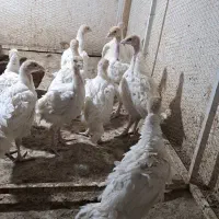 فروش بوقلمون بیوتی