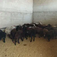 میش بایره
