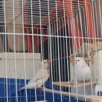 فنچ درشت مولد