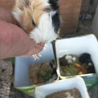 همستر خوکچه عکسا رو ببین