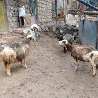 سه راس گوسفند ماده ابستن درجه یک|حیوانات مزرعه|جوانرود, |دیوار