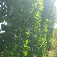 صنوبرسفیدیک ساله تا دوساله
