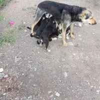 طوله سگ گرگی