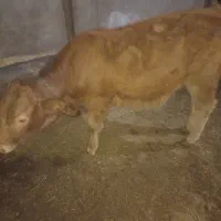 گوساله جنس شاروله (طلای ۲۴)عیار ۶ماهه