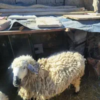 گوسفنده ماده|حیوانات مزرعه|میرجاوه, |دیوار