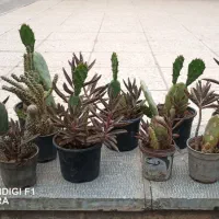 حراج کاکتوس دانه ای ۲۰ تومن