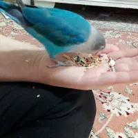 طوطی برزیلی|پرنده|فردیس, شهرک شهید حسینی|دیوار