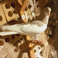 پشت هفترنگ سار موشی|پرنده|مشهد, انصار|دیوار