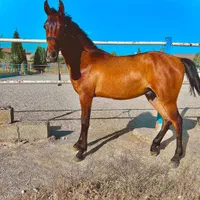 کره نریان یک ساله درهشوری به رنگ زیبای کهر