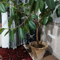 گل فیکوس|گل و گیاه طبیعی|آذرشهر, |دیوار