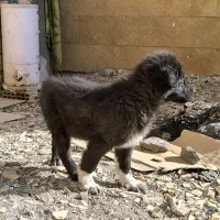 ت وله قهدریجانی،قدرجونی.|سگ|سیرجان, |دیوار