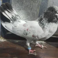 نر شیخ بلند و کشیده|پرنده|بندر امام خمینی, |دیوار