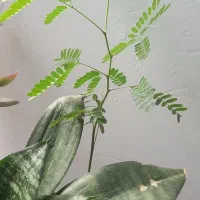 گل وگیاه|گل و گیاه طبیعی|تربت جام, میان جام|دیوار