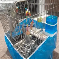 عروس هلندی سه ماه نر و ماده نمیدونم|پرنده|پیشوا, |دیوار