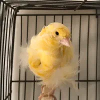 قناری ماده فری