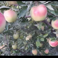 اجاره باغ سیب کوهستانی