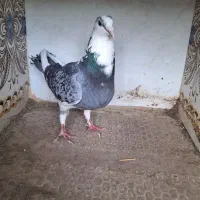 ابلغ جان اردن