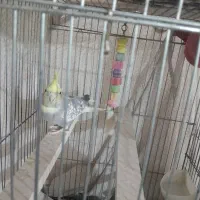 پرنده عروس هلندی گل باقالی همراه با قفس