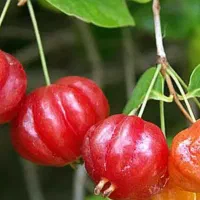 نهال گیلاس سورینا|گل و گیاه طبیعی|تهران, جوادیه|دیوار