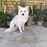 سگ پامر روباهی|سگ|بندر امام خمینی, |دیوار