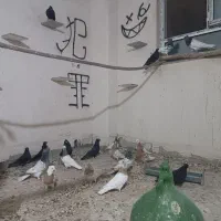 طوقی-ابادانی -کله آبی|پرنده|عجب شیر, |دیوار