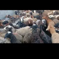 فروش ۱۲۰ راس میش افشار دورگ آبستن و شیرده|خدمات پیشه و مهارت|گرمسار, |دیوار