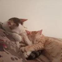 واگذاری رایگان گربه