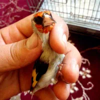 سهره کرمونی نر|پرنده|شیراز, شاپورجان|دیوار