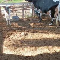 گاو شیری با گوساله ماده|حیوانات مزرعه|بند زرک, |دیوار