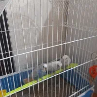 مرغ‌عشق‌ جوان ۲ ماده به علاوه یک نر