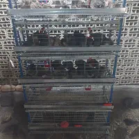 قفس بلدرچین