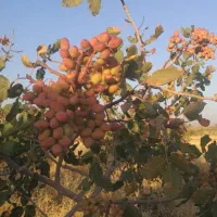 فروش باغ پسته و آب شیرین واقع در سلطان آباد|فروش دفتر صنعتی، کشاورزی، تجاری|سبزوار, پیام|دیوار