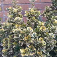 شمشاد طلایی