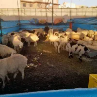 گوسفند زنده شیان لویزان حکیمیه نیاوران تجریش جردن