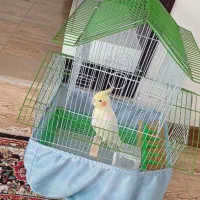 قفس عروس هلندی و مرغ عشق