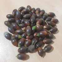 بذر درخت بلوط همیشه سبز