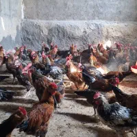 خروس درشت سربری