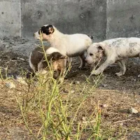 فروش توله الابای نر ماده اصیل از بهترین نسل|سگ|تهران, آبشار|دیوار