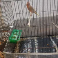 سه تا نر قناری