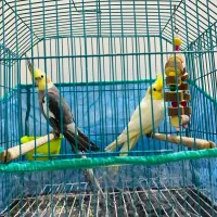 عروس هلندی|پرنده|برازجان, |دیوار