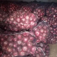 پیاز انباری