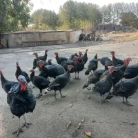 بوقلمون برنز محلی|حیوانات مزرعه|هشتگرد, ینگی امام|دیوار