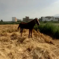 گله اسب