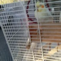 عروس هلندی معاوضه نربا ماده|پرنده|دلند, |دیوار