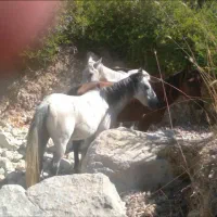 فروش اسب|اسب و تجهیزات اسبسواری|دوگنبدان, |دیوار