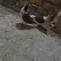 کبوترساده