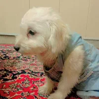 واگذاری سگ پاپی