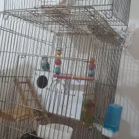 کوتوله برزیلی